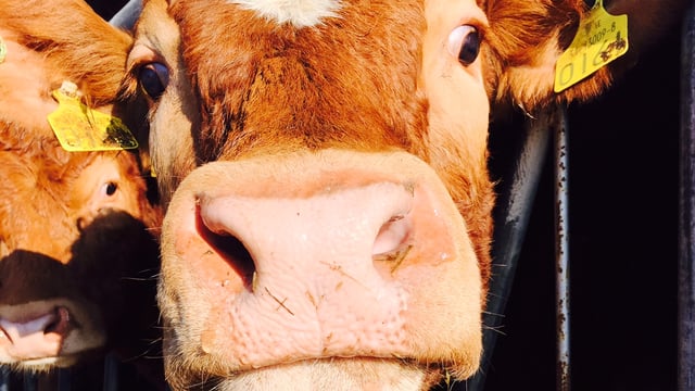 North/south beef price gap widens again