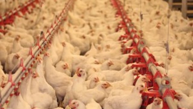23,000 birds destroyed in the UK following suspected case of bird flu