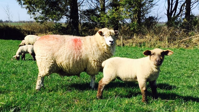 'Spring lambs making €100 over the weight this week'