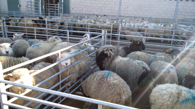UK sheep meat production on the rise - highest figures in 12 years
