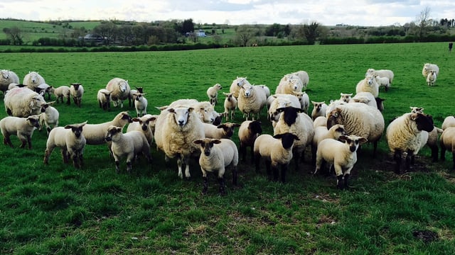 Drop off in New Zealand lamb production forecast