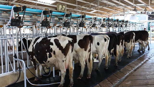 The US thinks Ireland won't boost milk production 50% in five years