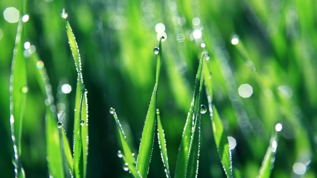 Mild weather helps grass growth rates (no surplus' yet though)