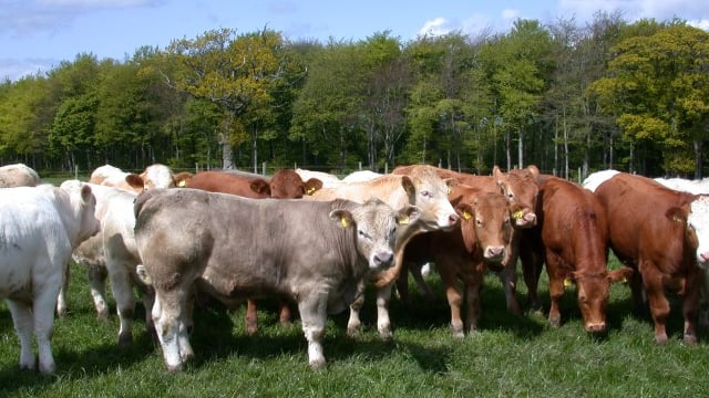 Irish cattle prices continue to rise, up 6.9c/kg