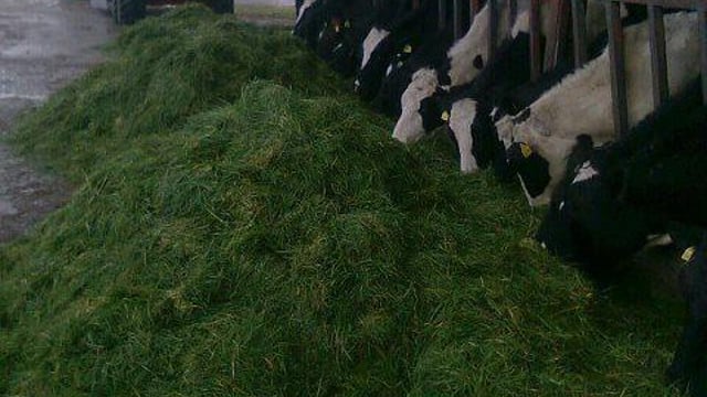 How to utilise the zero-grazing system - Teagasc