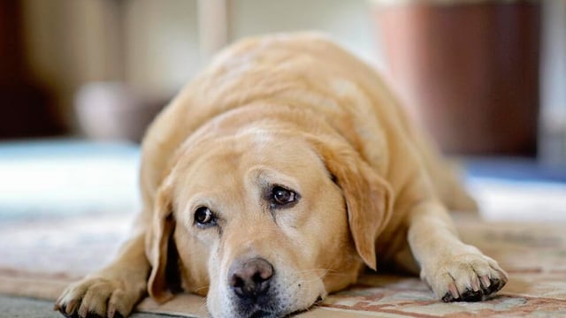 DSPCA calls on Coveney to review puppy farm business
