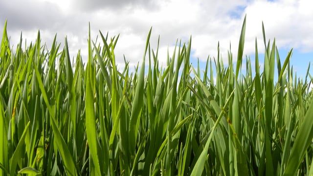 Crops behind normal as weather hits growth