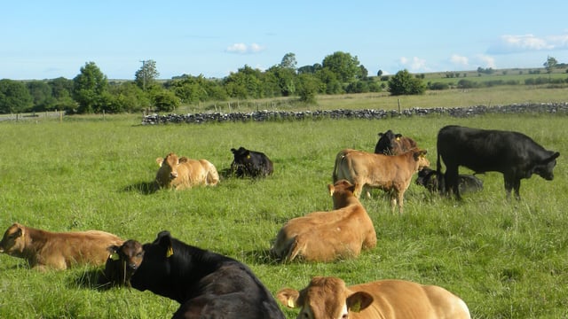 Beef farmers have no interest in partnerships, report shows