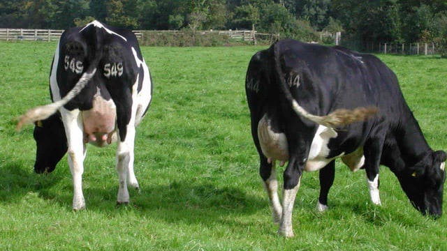Levels of TB remain disappointingly high in Wicklow (Badgers to blame) - Minister