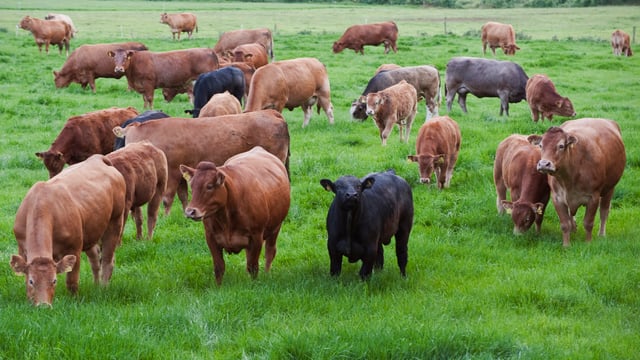Small print of new beef genomics scheme 'unacceptable' - ICSA