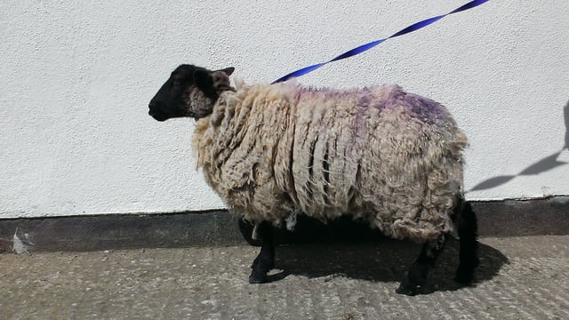 Ewe kidding? Sheep found in Dublin city centre flats