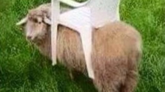 'Going sheep': The lawnmower on Donedeal that needs no fuel