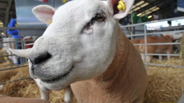 Video: All the highlights from day 3 of Balmoral Show