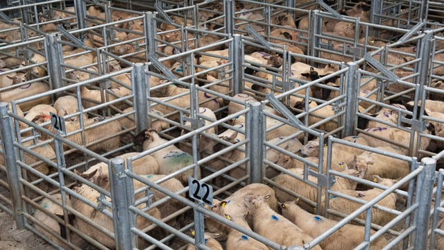 Tighter supplies drives lamb trade