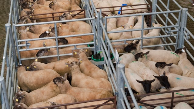 Farmers reeling as lamb prices crash in Northern Ireland