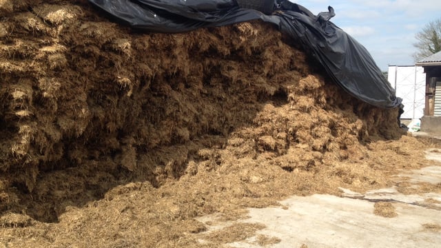 Silage quality improves slightly but huge variation in samples - Glanbia