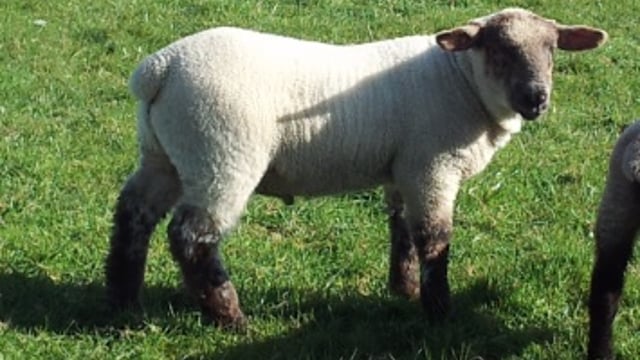 Lambs die after their ears are cut off in 'sick' attack
