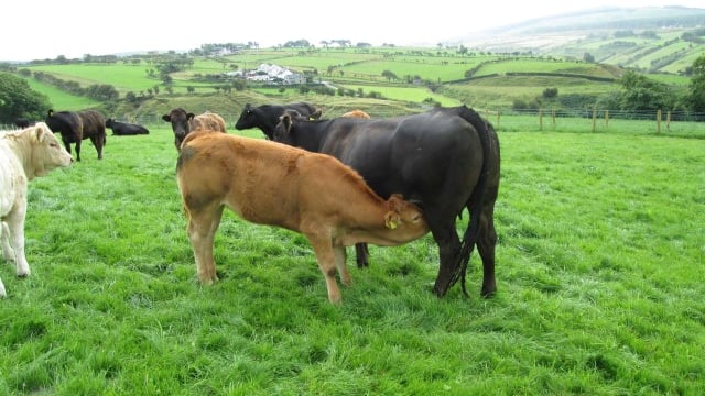 Almost 40,000 suckler herds have less than 10 cows