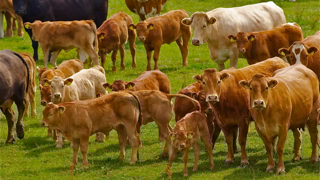 CAP: Ag committee told 'worthwhile' scheme needed