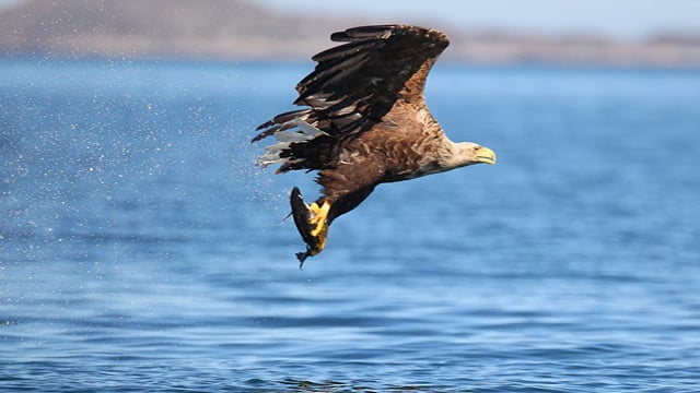 NPWS releases 24 white-tailed eagle chicks