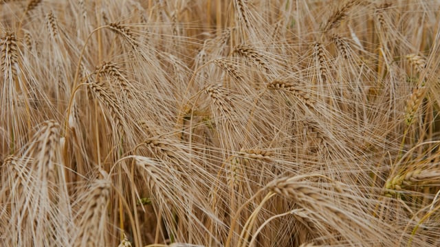 'There will be no short cuts on winter wheat this year'