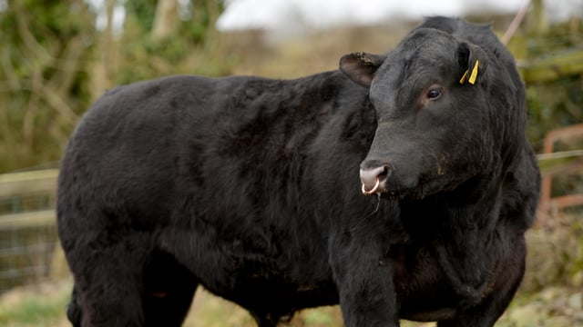 Why you should vaccinate the bull as well as the whole herd