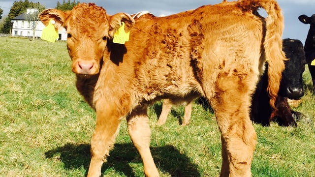 Over 3,200 farmers apply for BVD compensation in 2014 (payments to commence shortly)