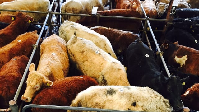 Cattle marts: Weanling bulls in demand from farmers and exporters