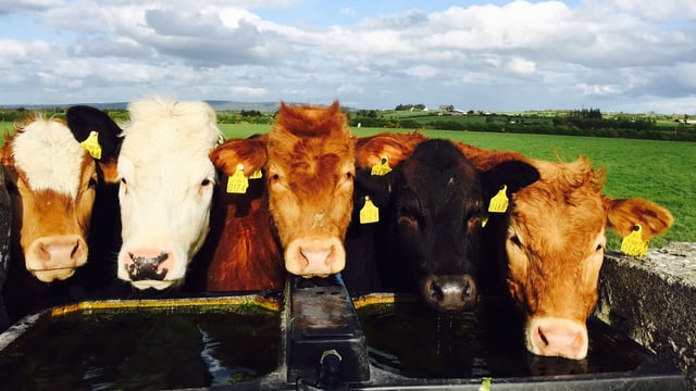 Top tips for conserving water on farms