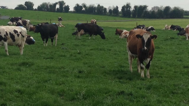 Dairy expansion driving up land prices new survey finds