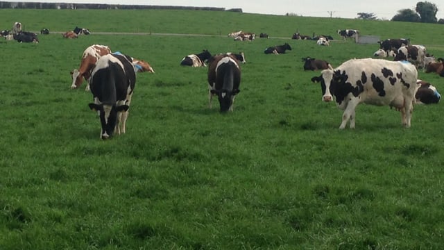 How can good grassland management in autumn affect silage quality next year?