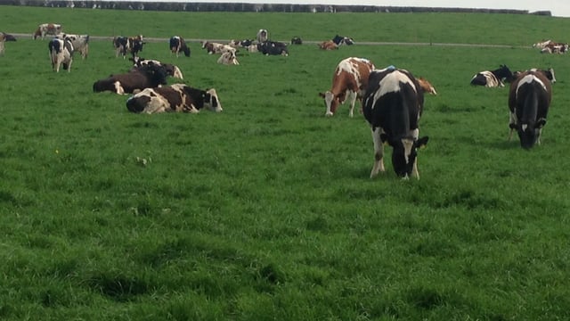 Learn how to do a simple dairy farm cash flow budget at upcoming Teagasc walks