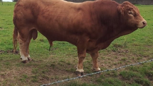 9 key tips for bull and calf management this week - Teagasc