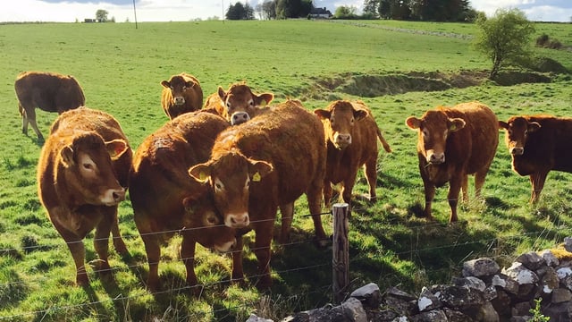 'Don't just count stars when making breeding decisions - think euro value'