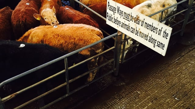 Concerns in the UK about where cattle prices are going