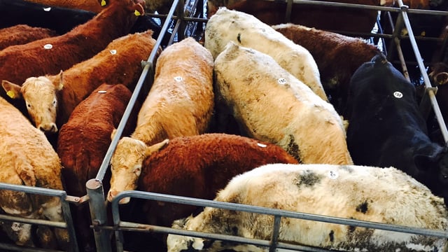 Tightening finished cattle supplies sees beef kill down 15%