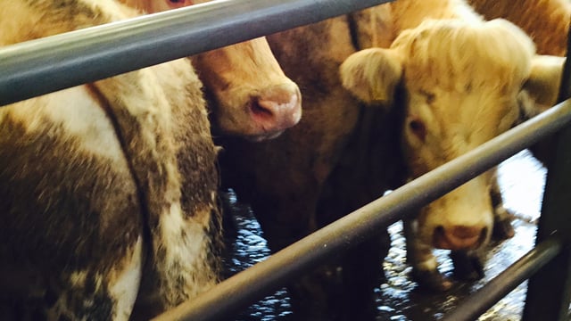 No let up on falling UK cattle prices