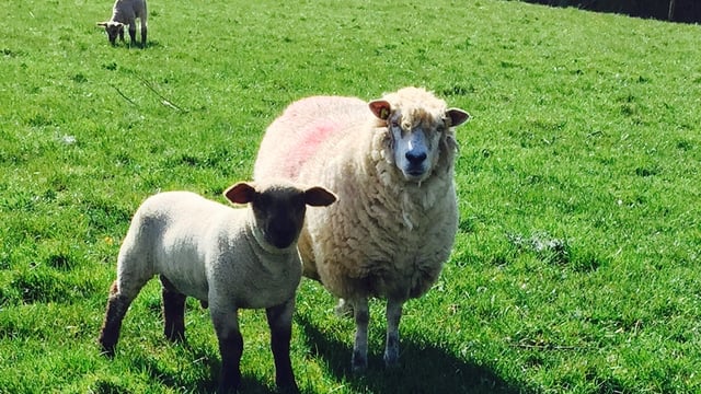 High lamb supplies set to continue in the UK