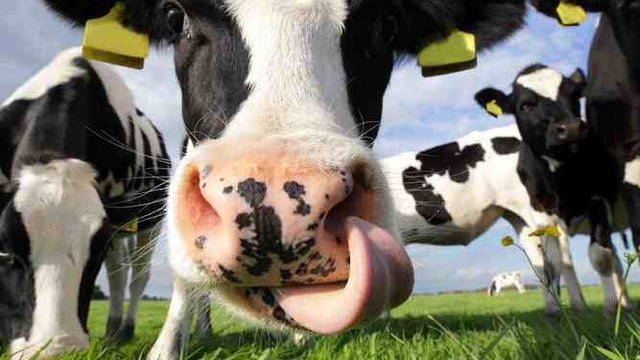 Global Dairy Prices at lowest level since 2009 and set to stay there