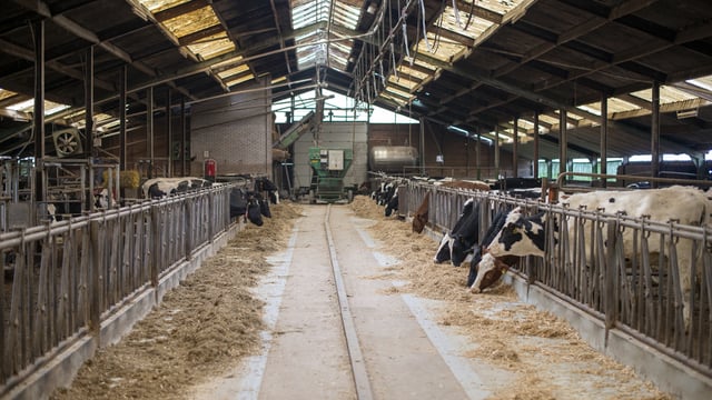International milk prices soften again in May