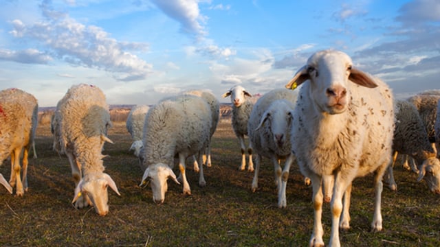 New Zealand sheep flock at its lowest level in 70 years