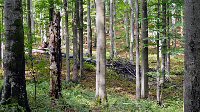 Unsure how or when to thin forestry? Find out at Timber2015 in Laois this weekend