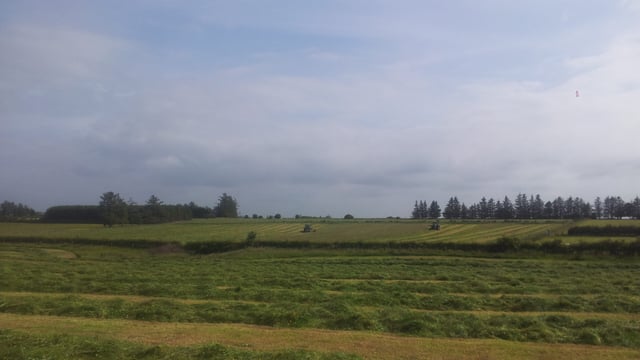 How to minimise the mould and mycotoxin risks in silage - Alltech