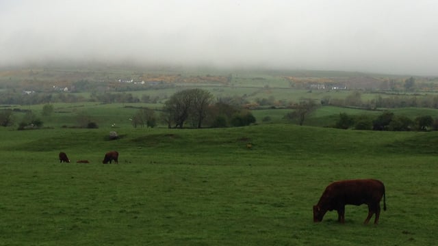 Beef genomics programme launched (35,000 farmers to benefit)