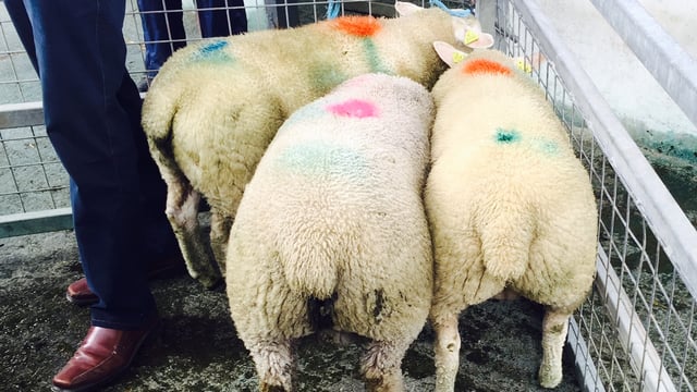 Why Kepak is not paying out on heavy lambs (See optimum spec)