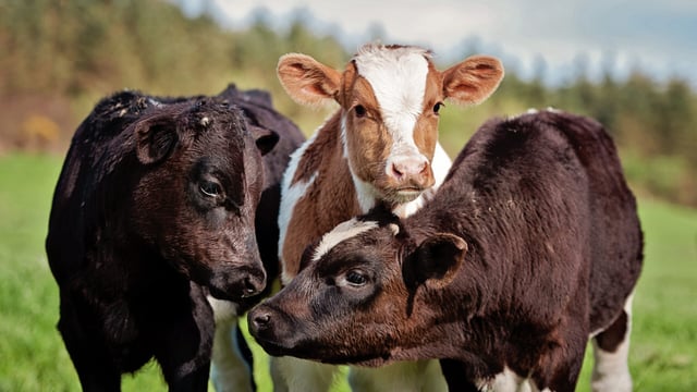 Breeding goals: 'There’s no point breeding a 12,000L cow if she’ll not last'