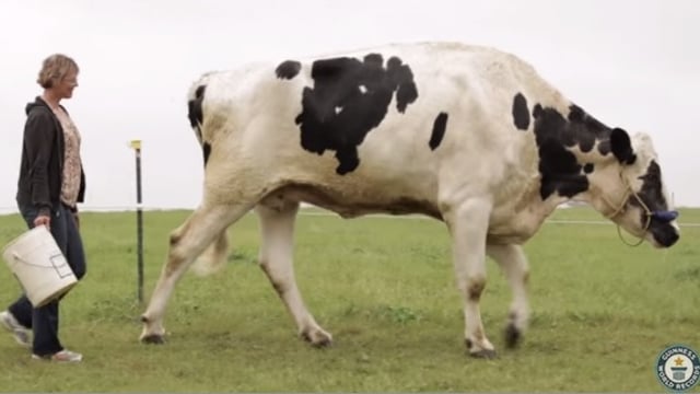 The shortest bull in the world record is held by an Irish Dexter