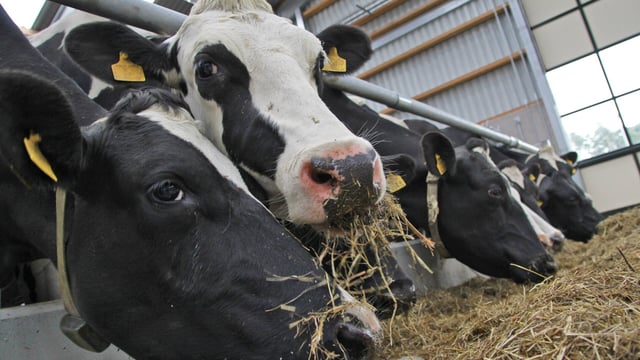 Autumn calving: The importance of good dry cow management