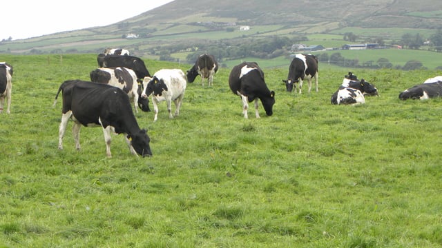 Why don't more Irish dairy farmers (and cows) love milking robots?