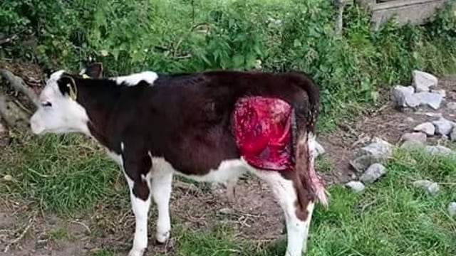 'Vicious' dog attack on calf in Tipperary